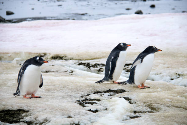 istock Antarctica: Gentoo Penguins at Damoy Point 689878568