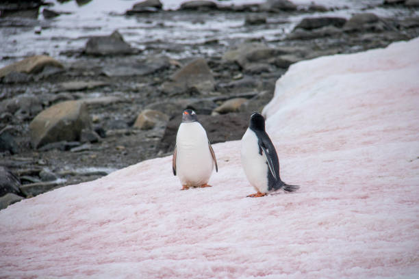 istock Antarctica: Gentoo Penguins at Damoy Point 689878598