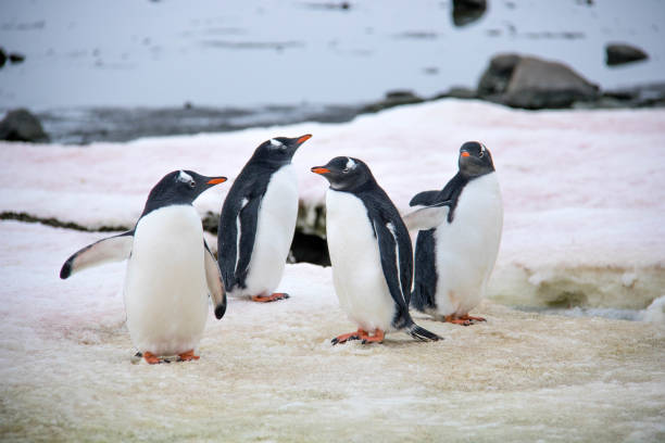 istock Antarctica: Gentoo Penguins at Damoy Point 689878698