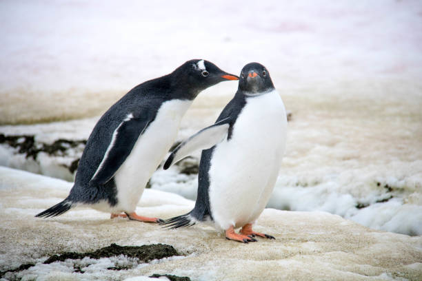 istock Antarctica: Gentoo Penguins at Damoy Point 689878830