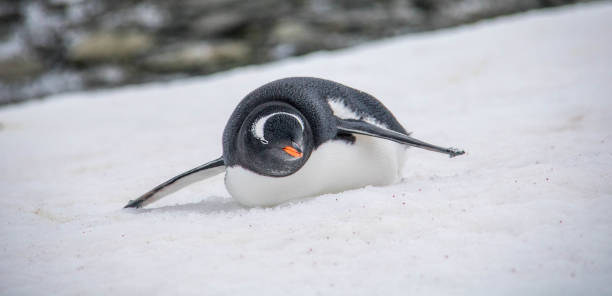 istock Antarctica: Gentoo Penguin at Damoy Point 689878900