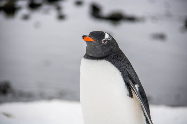 istock Antarctica: Gentoo Penguin at Damoy Point 689879002
