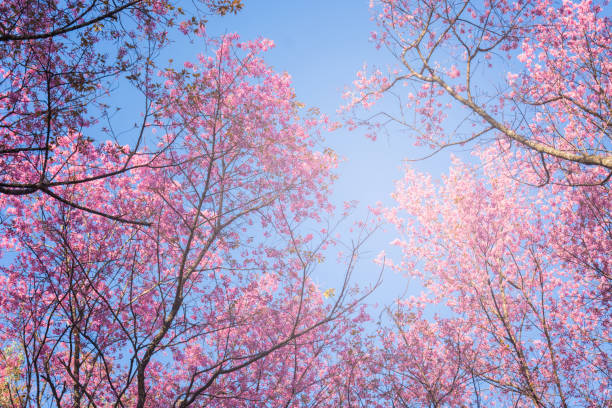 istock sakura thai flower in the nature with blue sky for background 689879268