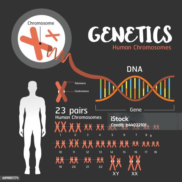 Ilustración de Estructura De Adn Genética y más Vectores Libres de Derechos de Cromosoma - Cromosoma, Infografía, ADN
