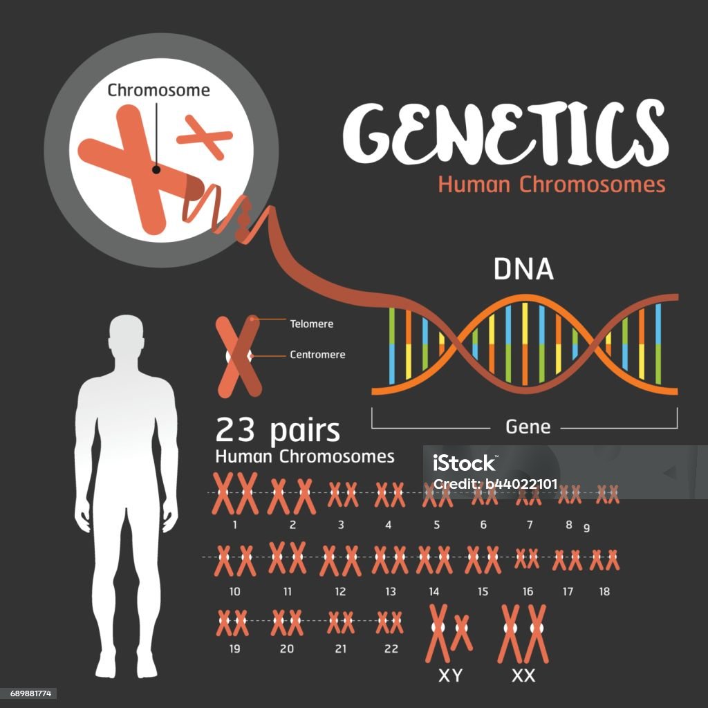 Genetics DNA structure Genetics DNA structure  and chromosomes Chromosome stock vector