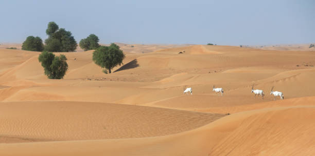 arabian oryx or white oryx in a sand dunes near dubai - oryx gazella leucoryx imagens e fotografias de stock