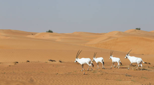 arabian oryx or white oryx in a sand dunes near dubai - oryx gazella leucoryx imagens e fotografias de stock