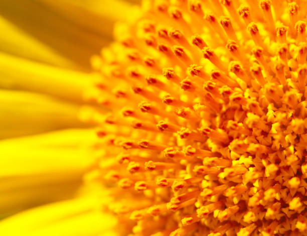 istock Close up of sun shining on sunflower head 689882198