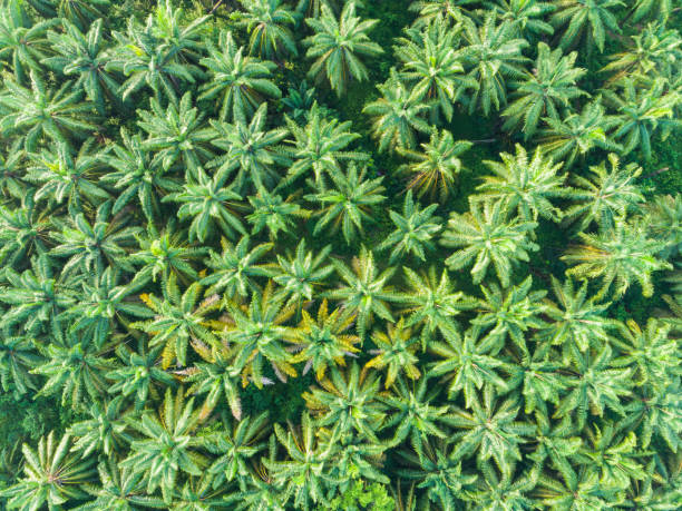 istock Aerial view of palm oil tree. 689883280