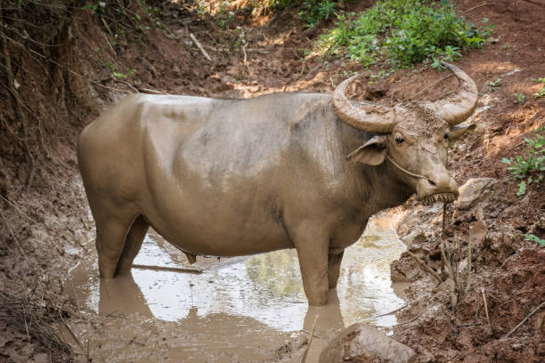 istock Buffalo relaxes in a mud, Lampang Thailand. 689883804