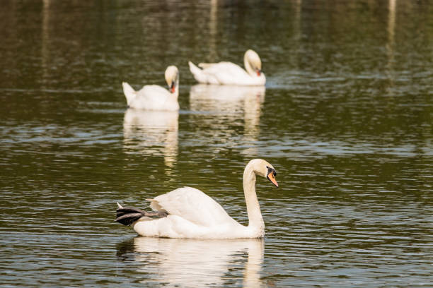 istock white swan floating in a pond Thailand. 689883838
