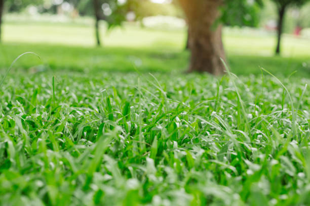 istock Green lawn in garden. 689886848