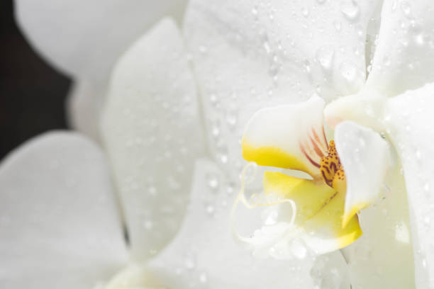 white and yellow orchid closeup selective focus