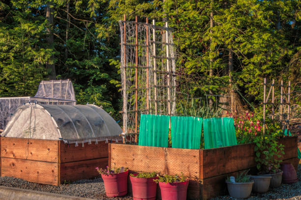 Modern Urban Gardening Raised Beds and Plant Screen Protectors Raised gardening beds beside a parking lot showing insect/ bird netting, raised bed, trellis, solar plant protectors. tomato cages stock pictures, royalty-free photos & images