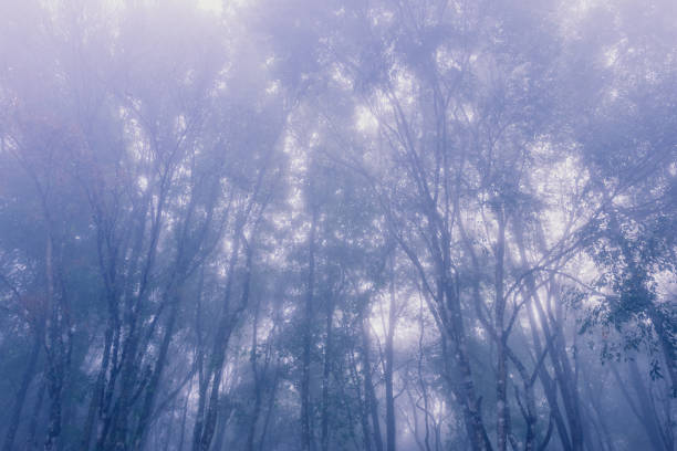 istock Pine forest with fog in background 689894044