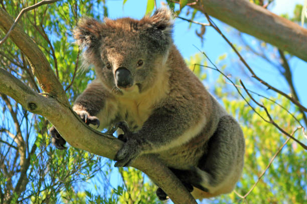 Koala Bear in the wild in the eucalyptus trees on Cape Otway in Victoria Australia stock photo