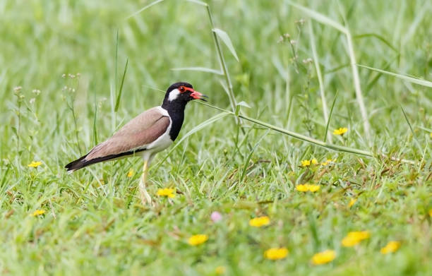 istock Red wattled Lapwing bird, in the garden, blurred background. 689896620