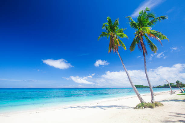 istock tropical beach with coconut palm 689900110