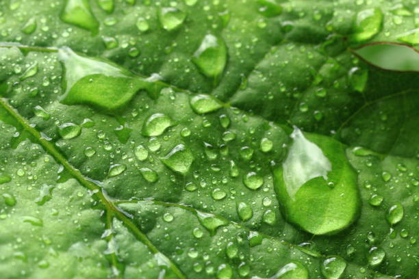 istock Leaf of grapes in raindrops. Macro photography 689900360
