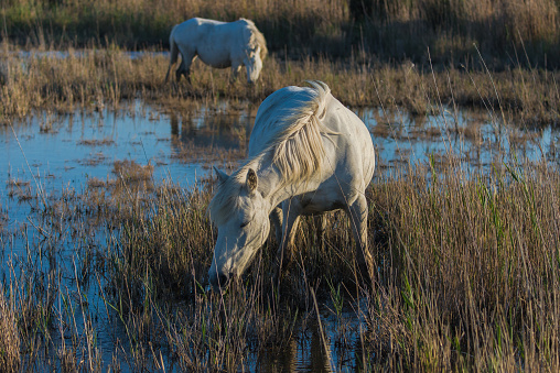 White camargue horse eating in the reeds in the swamps
