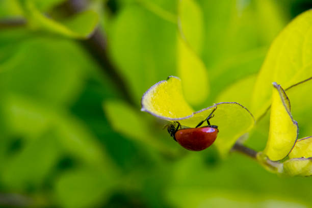 istock Little brown ladybug walking around some leaves 689904304