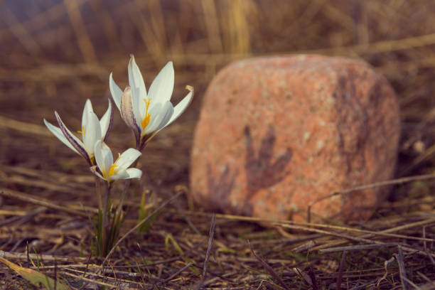 istock Crocus primrose. First spring flowers. Almaty, Kazakhstan 689904600