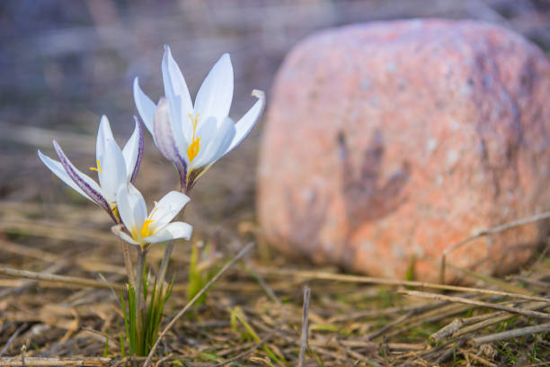 istock Crocus primrose. First spring flowers. Almaty, Kazakhstan 689904622
