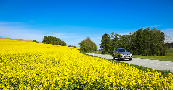 NANDLSTADT, GERMANY - MAY 6, 2017 : A view of yellow flowering rapeseed fields in spring with a car driving down the country road in Nandlstadt, Germany. Rapeseed is grown for the production of animal feeds, vegetable oils and biodiesel.