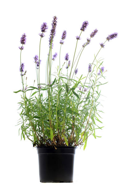 istock Pot of lavender isolated on white 689908004