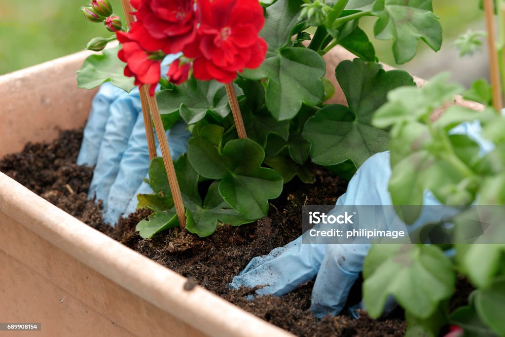 woman potting geranium flowers close up of woman potting geranium flowers Geranium Stock Photo