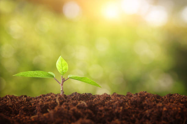 istock young plant growing during spring day with bokeh lights 689912056
