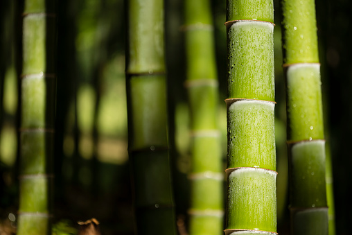 Detail of bamboo stalks with water drops and sun light