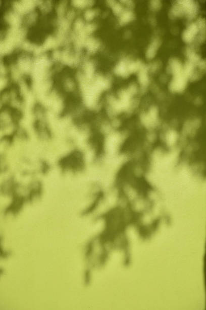 istock Green wall with shadow of leaves 689916602
