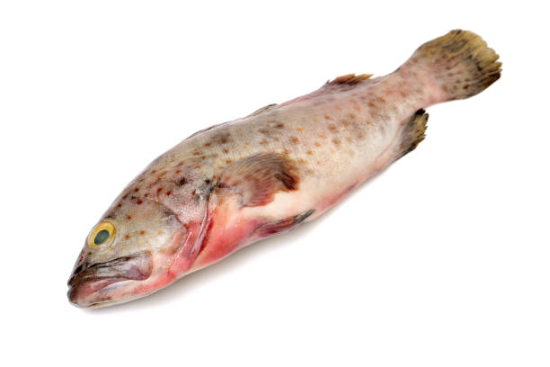 istock Seafood,Grouper fish  isolated on white background 689916916