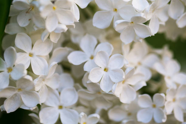 istock Closeup of beautiful and delicate spring white lilac flowers 689919334
