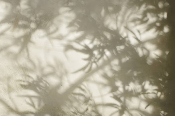 istock Beautiful shadow of leaves on old wall 689919340