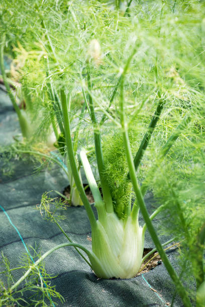 istock Fresh young fennel plants being cultivated 689921150
