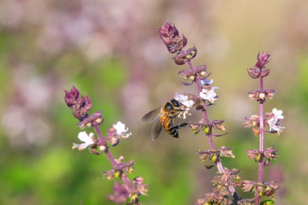 honey bee collects Basil flower nectar