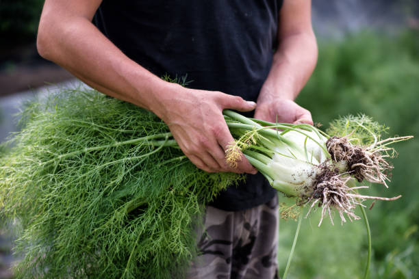 Farmer holding a bunch of freshly harvested fennel Farmer holding a bunch of freshly harvested fennel with its edible stem and aromatic leaves outdoors in an agricultural field cropped pants photos stock pictures, royalty-free photos & images