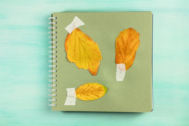 istock Photo of herbarium on teal background with copyspace 689925702