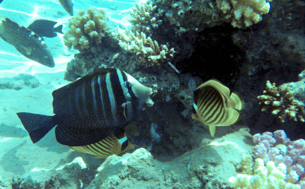 istock Butterfly fish in the Red Sea 689931848