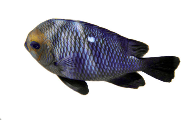 istock Dastsillus in the Red Sea 689931854