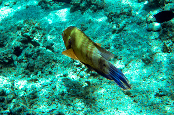 Parrot fish in a Red Sea, Egypt