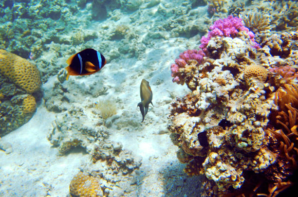 istock Clownfish in the Red Sea 689931866