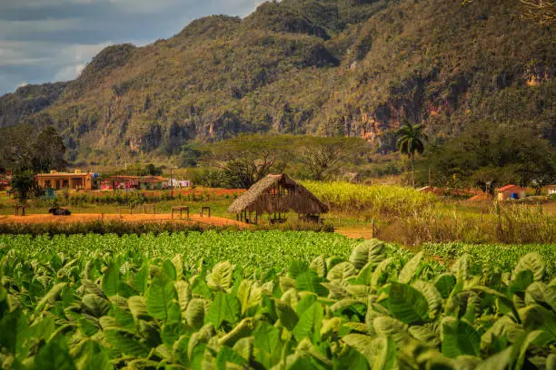 Tobacco fields in Viñales
