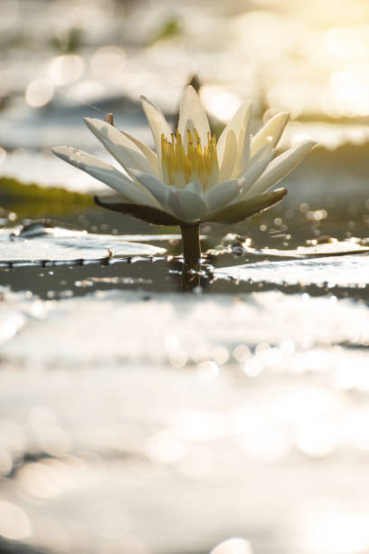 istock lotus flower in sunrise 689936270