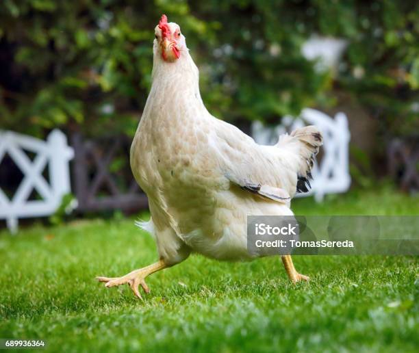 Photo libre de droit de Poulet Runnigh Drôle Dans La Ferme De Bio banque d'images et plus d'images libres de droit de Poulet - Volaille domestique - Poulet - Volaille domestique, Courir, Humour