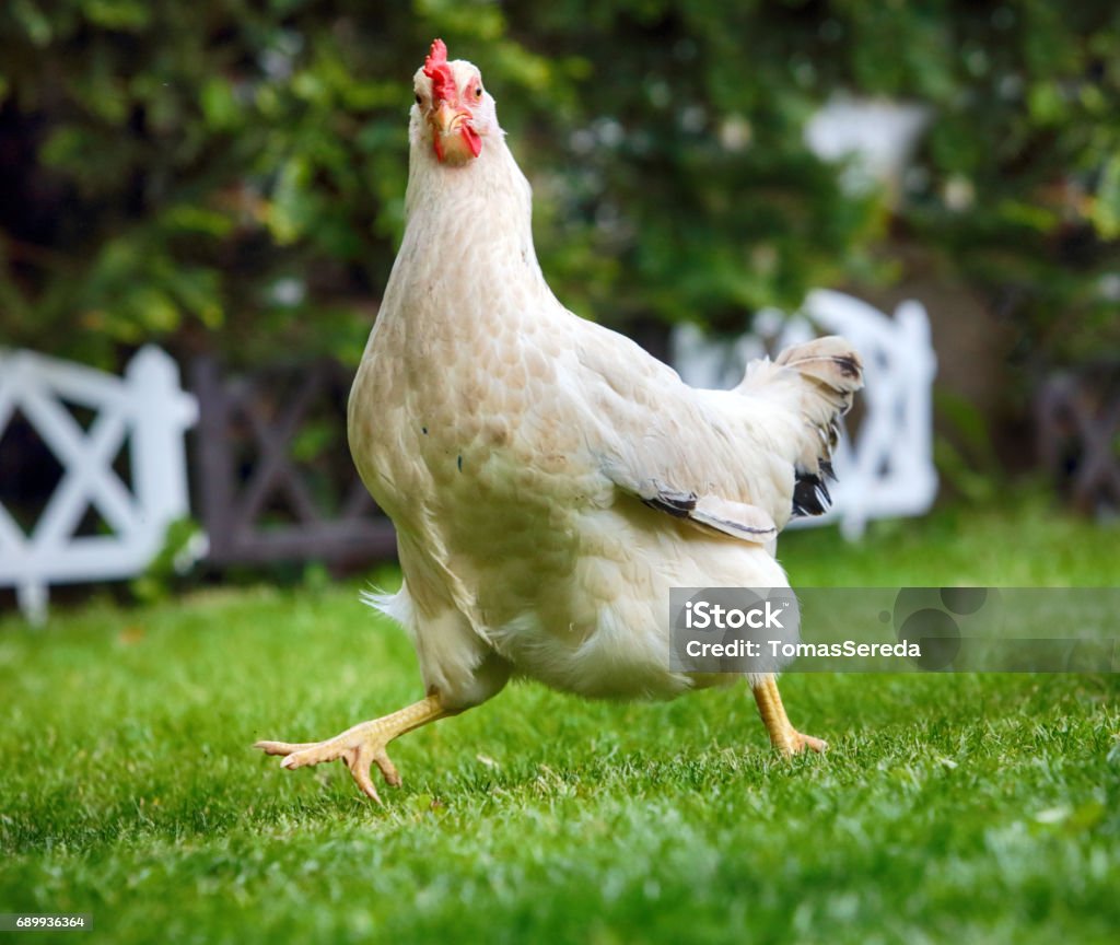 Divertente pollo runnigh in bio fattoria - Foto stock royalty-free di Pollo