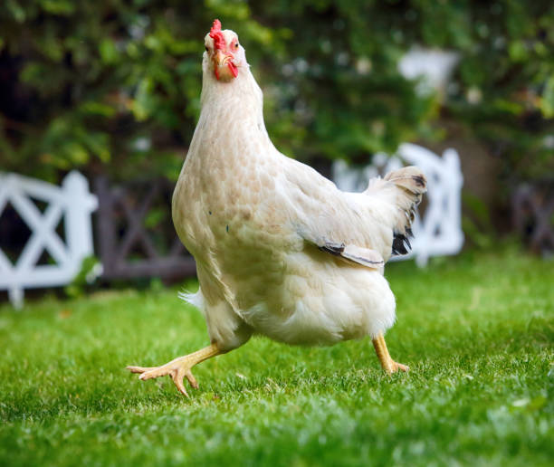 Funny runnigh chicken in bio farm Funny runnigh chicken in bio farm chicken bird stock pictures, royalty-free photos & images