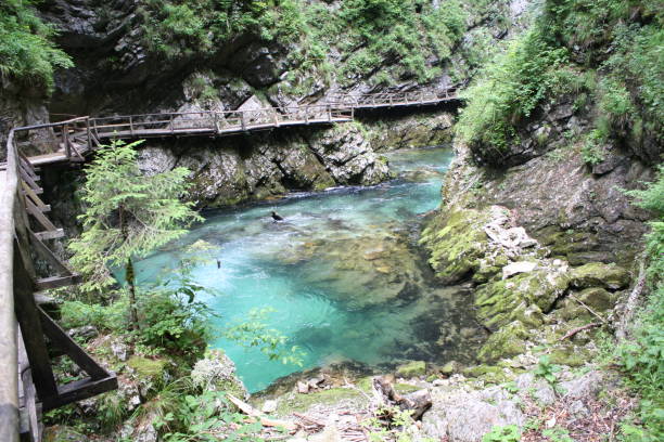 istock Stream flowing through the Blejski vintgar gorge in the forest, Slovenia 689937716
